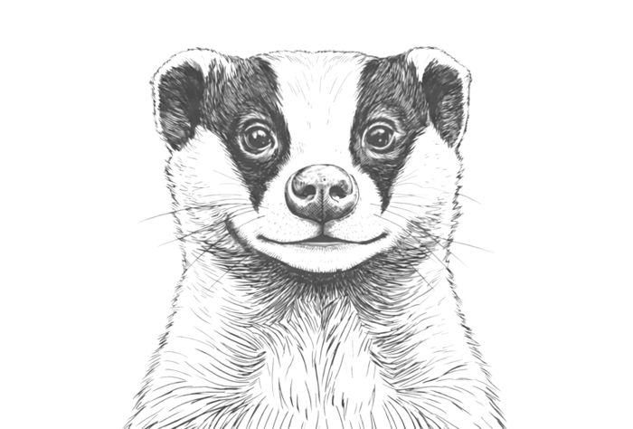 Badger illustration