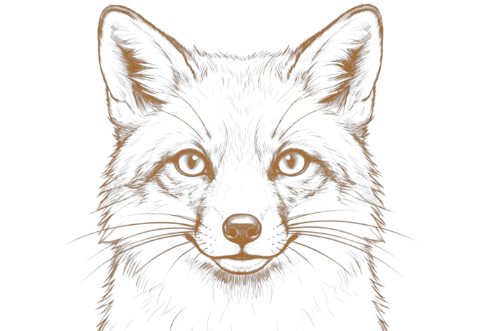Fox illustration