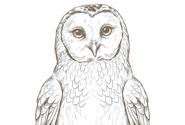Owl illustration